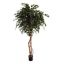 FICUS EXOTICA 210CM GREEN