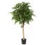 FICUS NATASJA 135CM GREEN