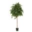 FICUS NATASJA 170CM GREEN