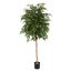 FICUS NATASJA 200CM GREEN