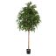 FICUS NATASJA 230CM GREEN
