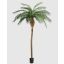 PHOENIX PALM X25 270CM GREEN