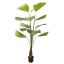 WILD BOMBAY FAN PALM 160CM GREEN