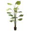 WILD BOMBAY FAN PALM 180CM GREEN
