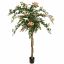 BOUGAINVILLEA TREE 180CM PEACH