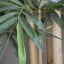BAMBOO W/GIANT TRUNKS 200CM GREEN