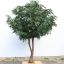 FR LONGIFOLIA TREE 400CM GREEN