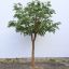 FR GOLDEN LEAVES TREE 350CM GREEN