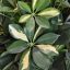 BABY SHEFFLERA TREE 80 CM GREEN YELLOW
