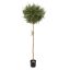 OLIVE BALL TREE 180CM GREEN