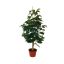 EXOTICA FICUS WINDOW TREE 65CM IN POT GREEN