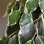 EXOTICA FICUS WINDOW TREE 65CM IN POT GREEN