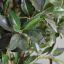 SWEET BAY TOWER TREE 175CM IN POT AS SAMPLE