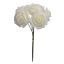 FOAM MINI ROSE BUNDLE X 6 16CM CREAM