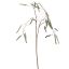 MEDIUM MULBERRY GOLD STEM 80CM GREEN