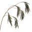 RICE SPRAY X5 GOLD STEM 105CM BLUE GREEN