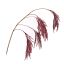 RICE SPRAY X5 GOLD STEM 105CM BURGUNDY