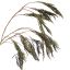 RICE SPRAY X12 GOLD STEM 120CM BLUE GREEN