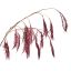 RICE SPRAY X12 GOLD STEM 120CM BURGUNDY