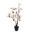 GINKGO BLACK STEM IN POT 66CM GOLD