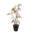 PLASTIC LEAF BLACK STEM IN POT 36CM GOLD