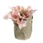 CHRISTMAS ROSE LEAF POT 11CM BEIGE