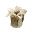 CHRISTMAS ROSE LEAF POT 11CM CREAM