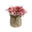 CHRISTMAS ROSE LEAF POT 11CM MAUVE