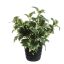 HOLLY LEAF IN POT GREEN WHITE