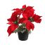 POINSETTIA X3 IN POT RED