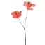 HIBISCUS X2 60CM SALMON