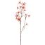 EUCOMIS SPRAY 75CM SALMON