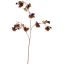FUCHSIA 96CM GOLDSTEM BROWN