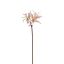 AMARYLLIS SHINY 80CM CREAM PINK