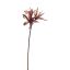 AMARYLLIS SHINY 80CM MASSALA