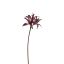 AMARYLLIS SHINY 80CM RED