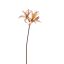 AMARYLLIS SHINY 80CM YELLOW