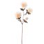 SPIDER MUM 65CM ROSE CREAM