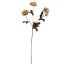HELLEBORUS 66CM ROSE GREEN