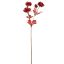 HELLEBORUS 66CM GOLD RED
