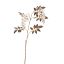 WISTERIA 100CM ROSE CREAM
