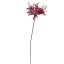LYCORIS RADIATA 70CM GOLD AUBERGINE
