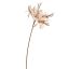LYCORIS RADIATA 70CM GOLD CREAM