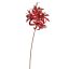 LYCORIS RADIATA 70CM GOLD RED