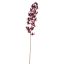 MARTAGON LILY 105CM GOLD AUBERGINE