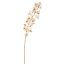 MARTAGON LILY 105CM ROSE CREAM
