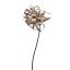 LYCORIS RADIATA 95CM CHAMPAGNE