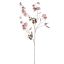 SWEET PEA 120CM ROSE MAUVE