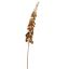 DELPHINIUM 135CM BROWN