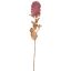 CALLISTEMON CITRINUS 69CM PINK